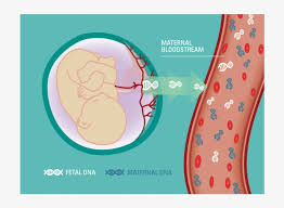 Progressing mankind's understanding of the human genome for over 35 years. Graphic Of Fetal Dna Entering Maternal Blood Stream Cell Free Dna Test Transparent Png 830x612 Free Download On Nicepng