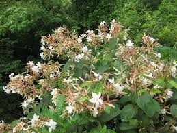 Image result for Agathisanthemum