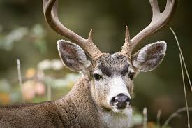 We would like to show you a description here but the site won't allow us. 2017 California Deer Forecast