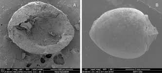 Image result for Scleria melanomphala