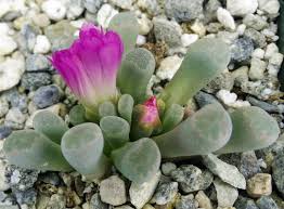 Image result for Digitaria pulchra