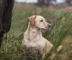 Ok, now that you're totally sure you want a feathered bestie, it's time to soar into bird parenthood. Store Locator Bird Dog Whiskey
