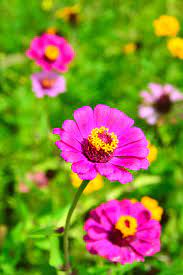 Fotos gratis : Flores silvestres, campo, prado, verano, salvaje, montañas,  paisaje, naturaleza, jardín, vistoso, hermosa, flor silvestre, verde,  belleza, montar, natural, fondo, primavera, Más lluvioso, escénico, ciudad,  lago, floral, color, flora ...