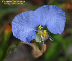 Image result for Commelina capitata