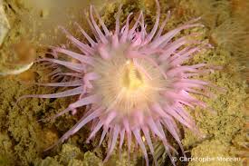 Image result for Monotes elegans