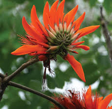 Image result for Platylepis glandulosa