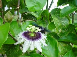 Caribfruits Maracuja Fruit De La Passion Fruits Tropicaux Fruit De La Passion Fruits Tropicaux Passiflore