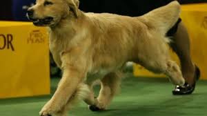 Held this year on monday and tuesday, february 10 and 11, this but westminster is no ordinary show — and, as you'll see from this gallery of past winners, its best in show winners are no ordinary dogs. Westminster Dog Show 2017 Mdash And The Winner Is A German Shepherd Thestreet
