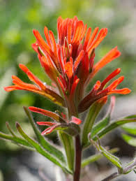 Image result for Orobanchaceae