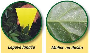 Image result for puklice na pokojových rostlinách obrázek