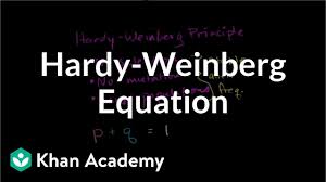 30 full pdf related to this paper. Hardy Weinberg Equation For Equilibrium Video Khan Academy