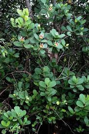 Image result for Sonneratia alba