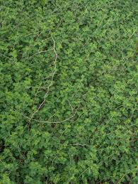 Image result for Indigofera microcarpa