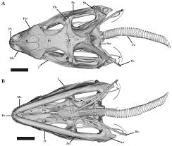 Image result for Isoglossa cataractarum