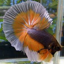 If you're wondering what the best betta fish tank is then you've come to the right place! Best Betta Fish For Android Apk Download