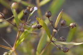 Image result for Oldenlandia herbacea