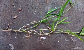 Image result for Urochloa clavipila