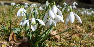 Der frühlingsanfang in den nächsten jahren ist immer der 20. Fruhlingsanfang Wann Beginnt Der Fruhling Wetter Com
