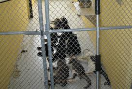 A cremation procedure during which only one animal's body is present in the cremation unit during the cremation process. Peta S Killing Program
