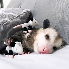 Possums frequently have calcium deficiencies which cause deformities. If You Think Opossums Are Scary Pests These Rescue Opossums May Change Your Mind 40 Pics Bored Panda