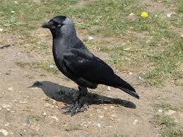 We did not find results for: Western Jackdaw Wikipedia