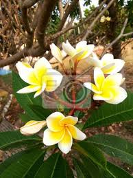 Isasõied ilmuvad enne lehti ja langevad pärast õietolmu vabastamist. Frangipani Plumeria Tempelbaum Friedhofsbaum Nach Ahnlichen Fototapete Fototapeten Schone Stadtischen Entspannen Myloview De