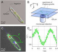 We did not find results for: Kinematics Of Flagellar Swimming In Euglena Gracilis Helical Trajectories And Flagellar Shapes Pnas