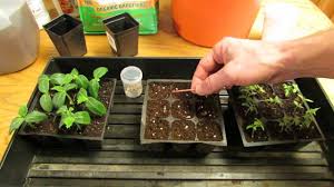 The depth will depend upon the plant, so read the seed packages. For New Gardeners How To Start Plant Tomato Seeds Indoors For Transplants Mfg 2014 Youtube