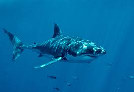 A great white shark bares its teeth. Great White Shark Numbers Increasing Off Northern California Coast Marin Independent Journal