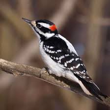 Breeding in middle america, north america: Hairy Woodpecker Coniferous Forest
