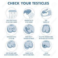 Shiel jr., md, facp, facr. Testicles Self Exam Testicle Cancer Symptoms And Monthly Examination Royalty Free Cliparts Vectors And Stock Illustration Image 102127995