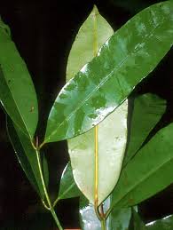Image result for Calophyllum