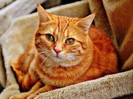 30 000 Cat Pictures Images Hd Pixabay