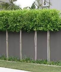 53 Backyard Landscaping Privacy Ideas For Screening Neighbours Out Texasls Org Backya Backyard Landscaping Designs Outdoor Landscaping Backyard Landscaping
