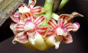 Image result for Dichilus