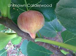 Résultat de recherche d'images pour "brunswick fig leaf and fruit"