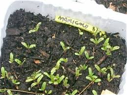 Marigold Photo By Littleonefb Photobucket Garden Seeds Plants Love Garden