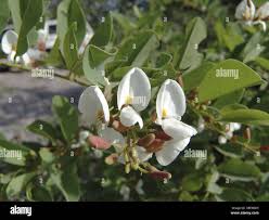 Image result for Baphia massaiensis