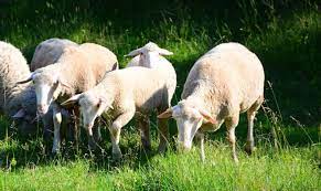 Can you put sheep manure straight on the garden. Which Kinds Of Manure Are Best For Your Garden