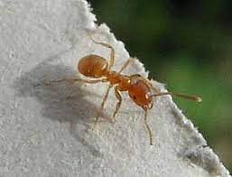 We did not find results for: Lasius Flavus Ameisenwiki