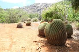 Image result for Crateranthus