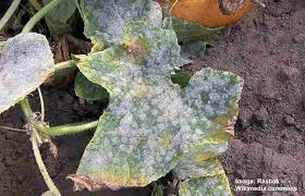 Powdery mildew is a fungal disease that is caused by one of several different types of fungi, depending on the host plant. Powdery Mildew On Plants 4 Ways To Treat Powdery Mildew