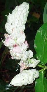 Image result for Justicia betonica