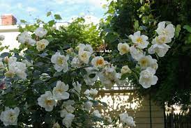 City Of York Rose Google Search Climbing Roses Rose Rose Flower