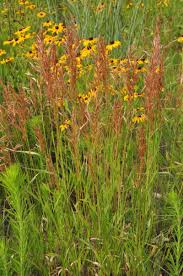 Image result for Sorghastrum