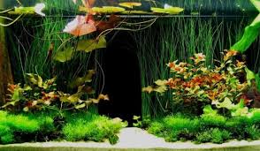 Check out our large collection of aquarium safe decorations. Best Cool Unique Aquarium Decorations That Safe For Fish