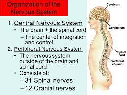 The central nervous system (cns) functions as the processing center for the nervous system. Organization Of The Nervous System 1 Central Nervous System The Brain The Spinal Cord The Center Of Integration And Control 2 Peripheral Nervous System Ppt Download