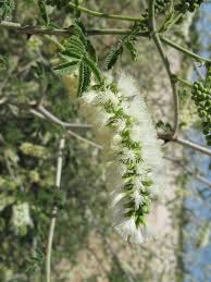 Image result for Acacia amythethophylla