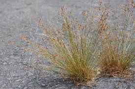 Image result for Bulbostylis sp.no.4