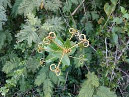 Image result for Hugonia elliptica